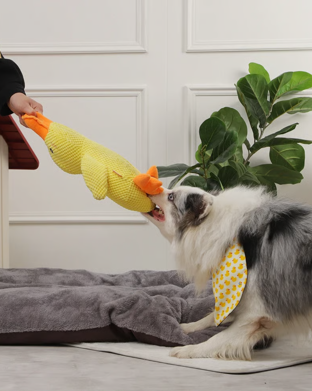 LekAnkan™ - Evig lek för glada tassar