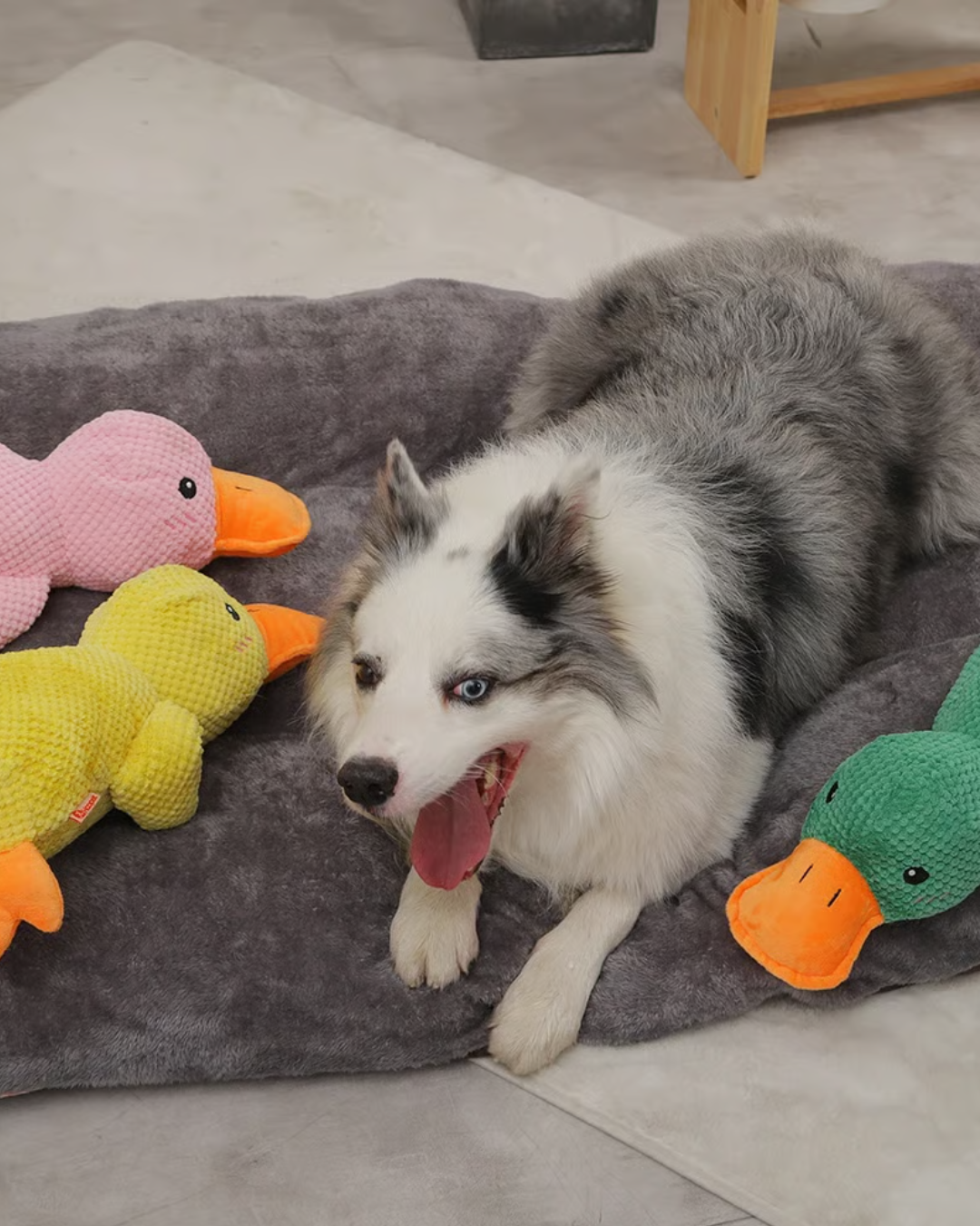 LekAnkan™ - Evig lek för glada tassar